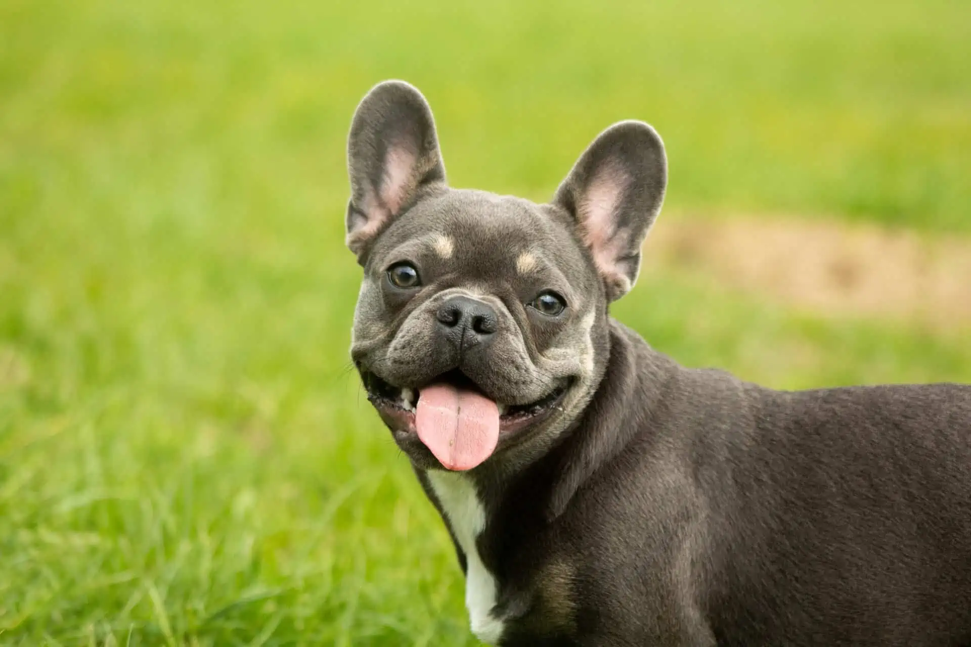 Best Dry Dog Food for French Bulldogs