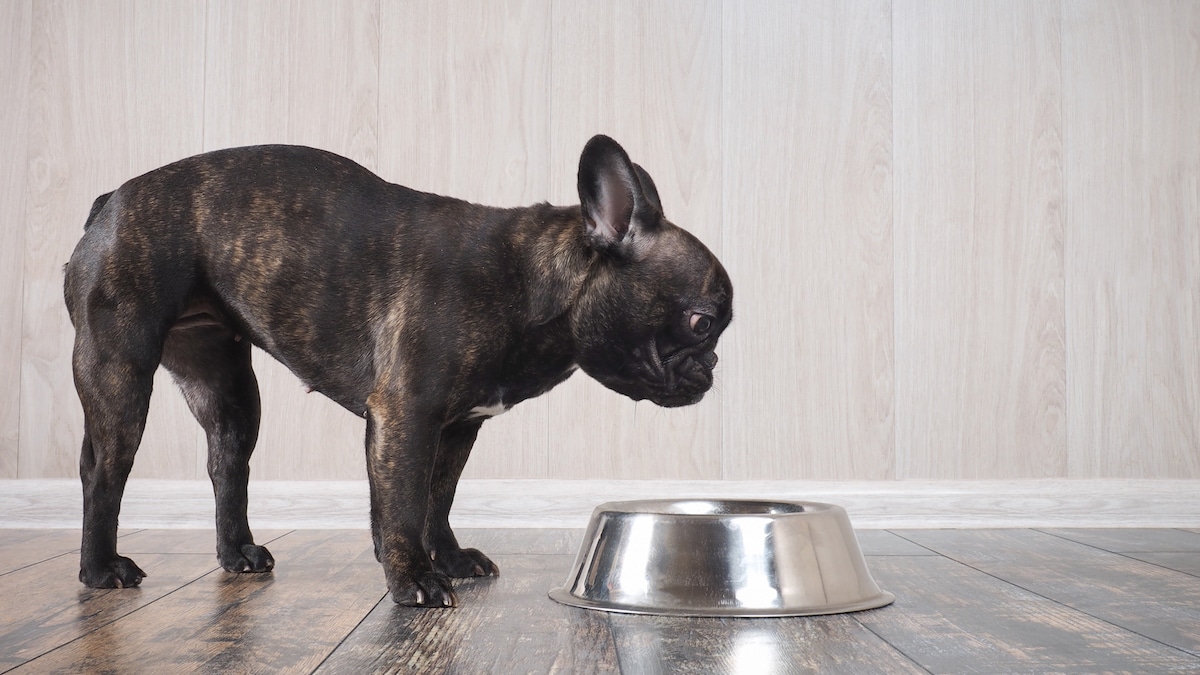 Best Dry Dog Food for FreBulldogs