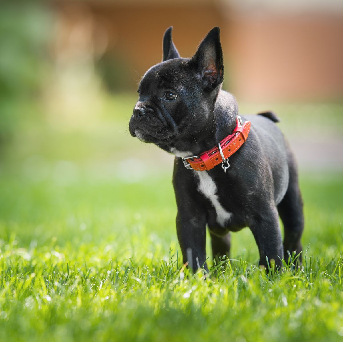 Best Food for French Bulldog Senior