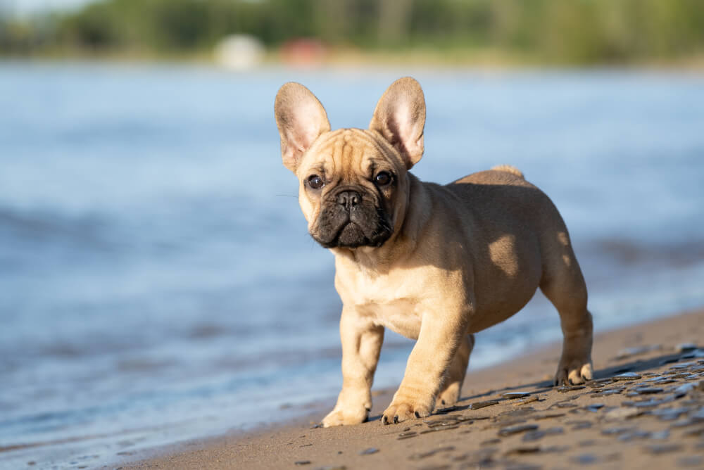 Best Food for French Bulldog Adult