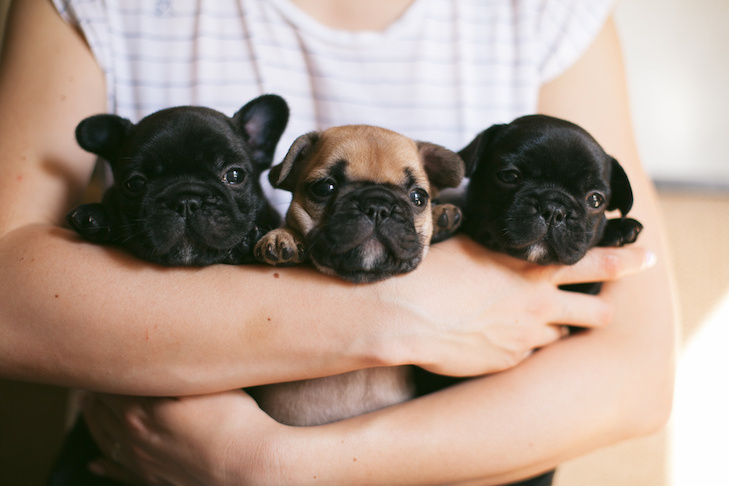 The French Bulldogs are being hugged.