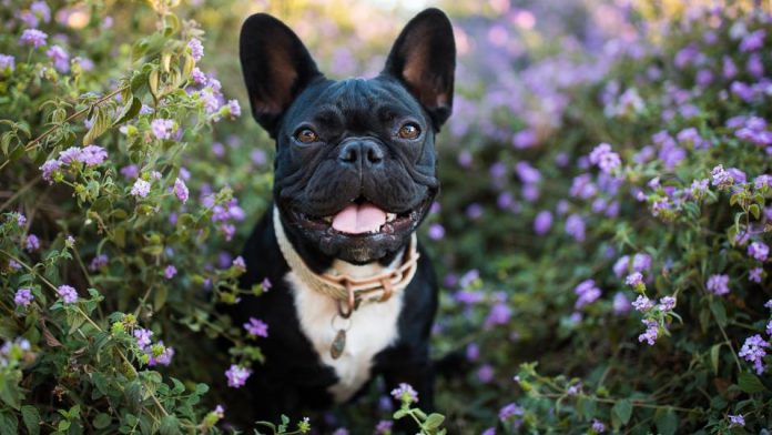 The French Bulldog is sitting in the flower garden.