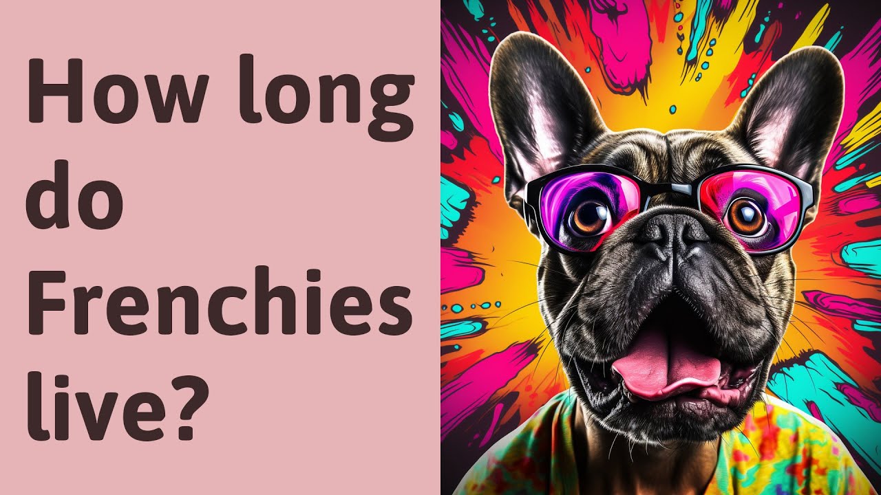 How Long Frenchies Live?