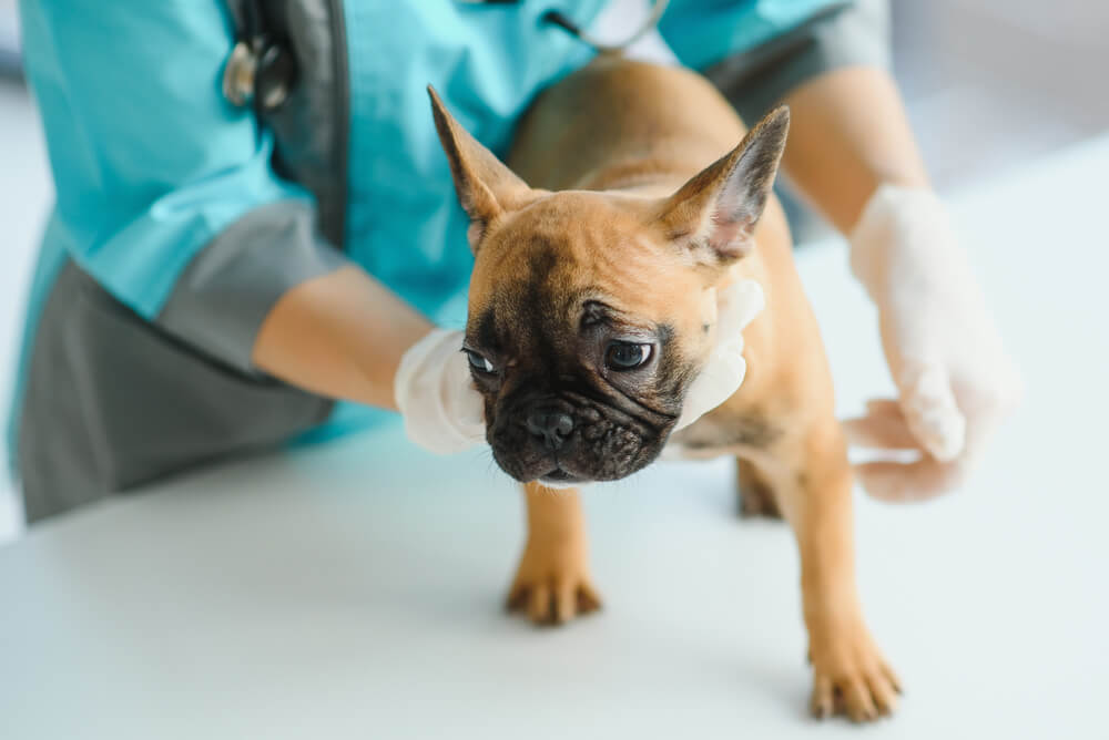 The French Bulldog is having a health check.