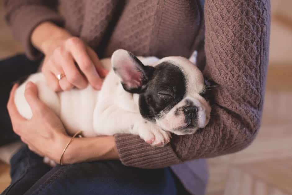 The French Bulldog is being carried in someone's arms.