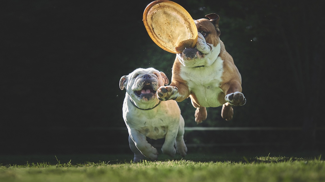 The French Bulldog is exercising.