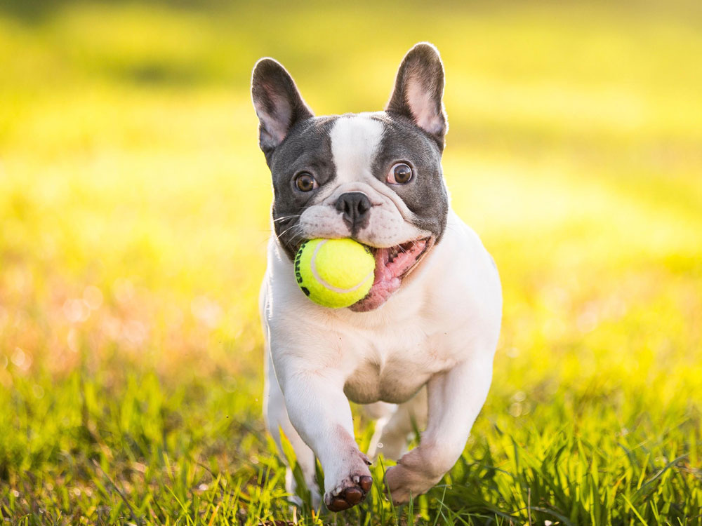 The French Bulldog is holding a ball in its mouth.