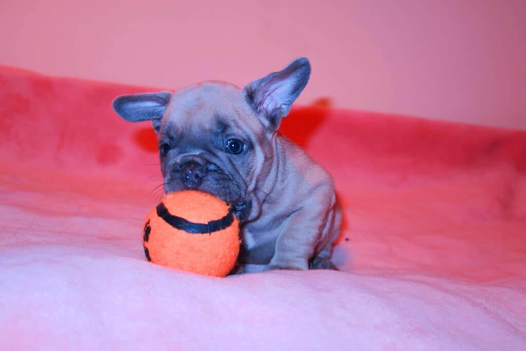 The French Bulldog is holding a ball in its mouth.