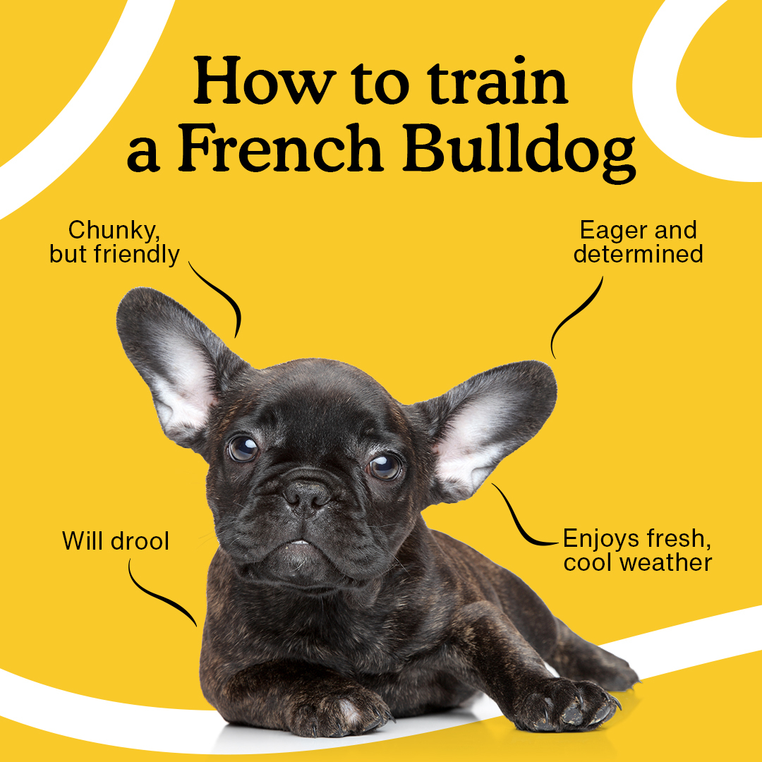 How to Train a Frenchie?