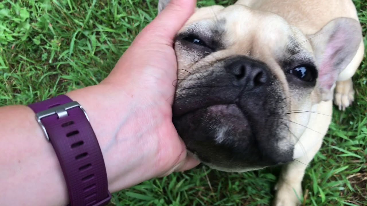 The French Bulldog is being petted.