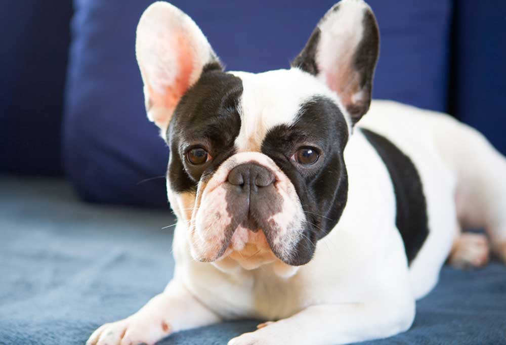 The French Bulldog is lying down.