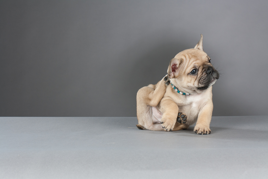 best food for french bulldog with skin allergies