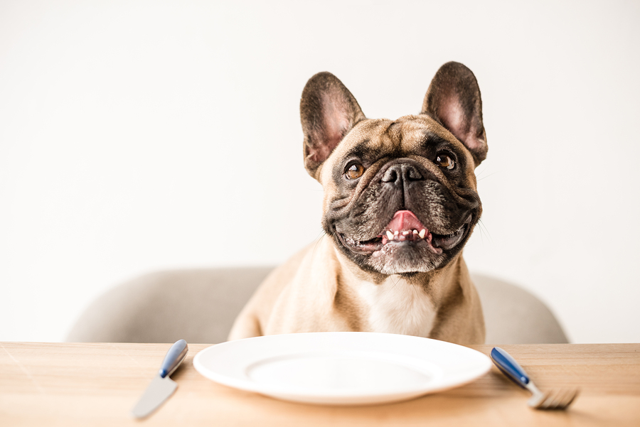 best food for french bulldog with skin allergies