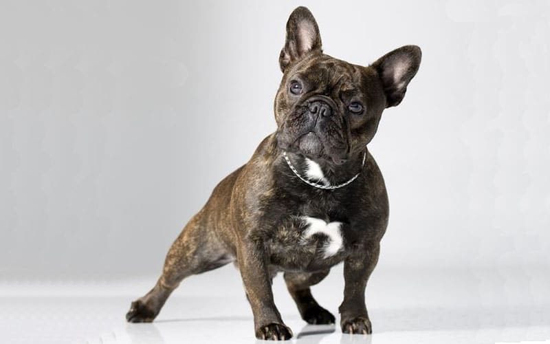 best food for french bulldogs with sensitive stomach