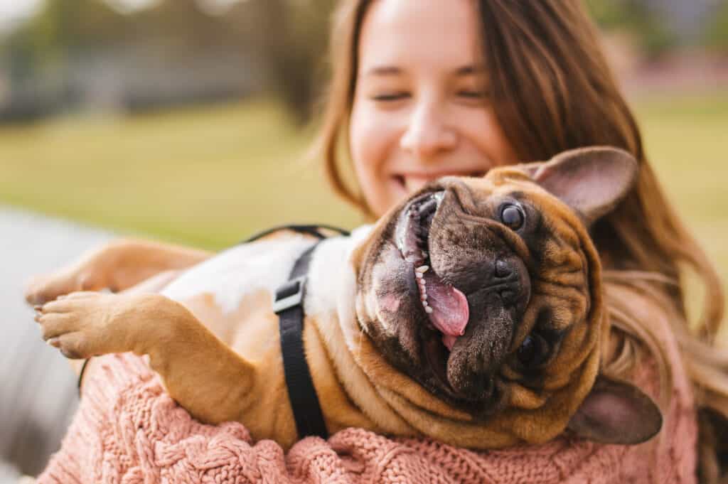 The bulldog is being held in someone's arms.