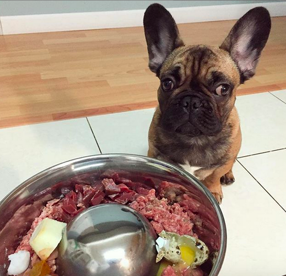 French bulldog raw diet