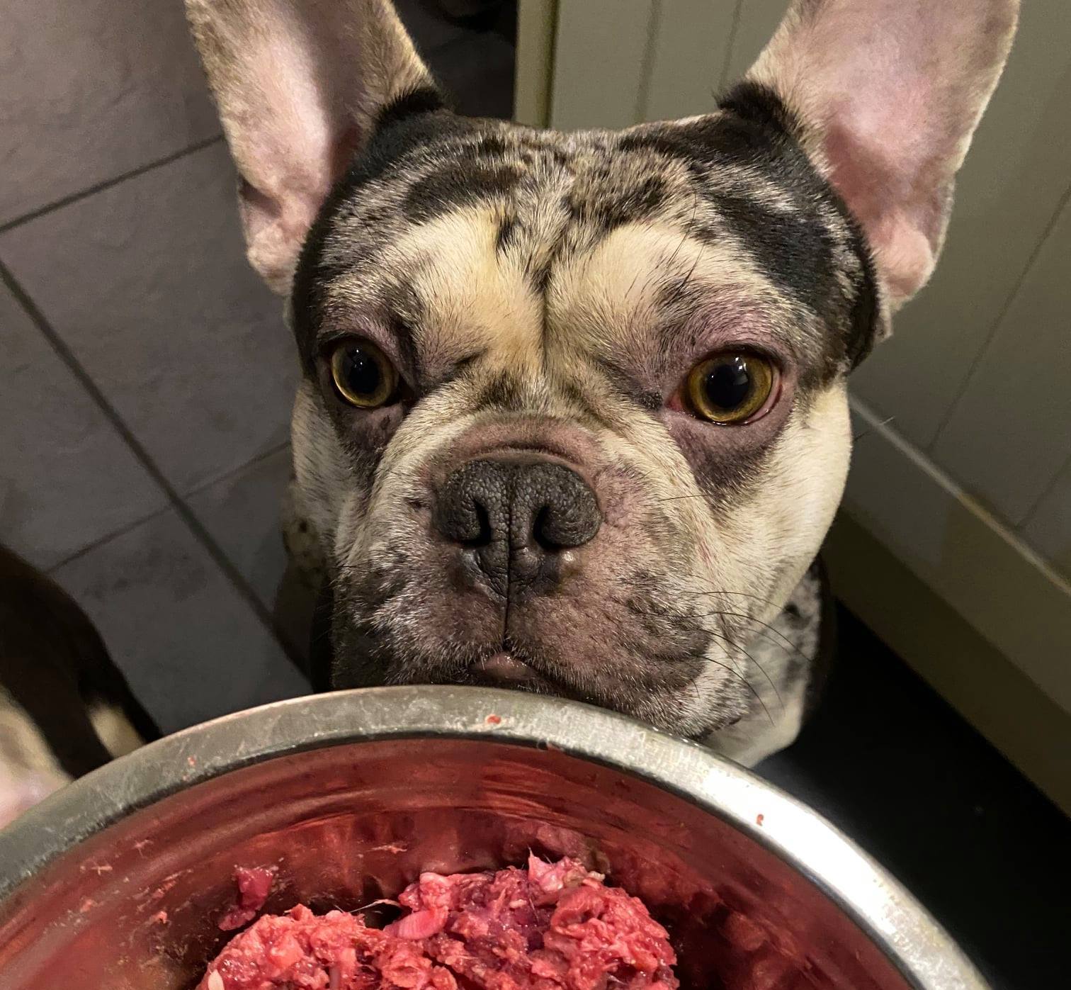 french bulldog raw diet Key Ingredients in a French Bulldog a raw diet