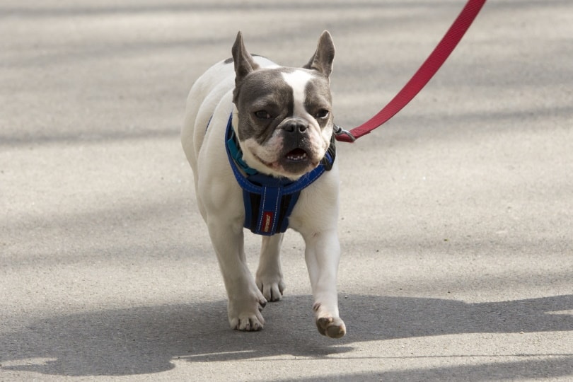 The bulldog is being walked.