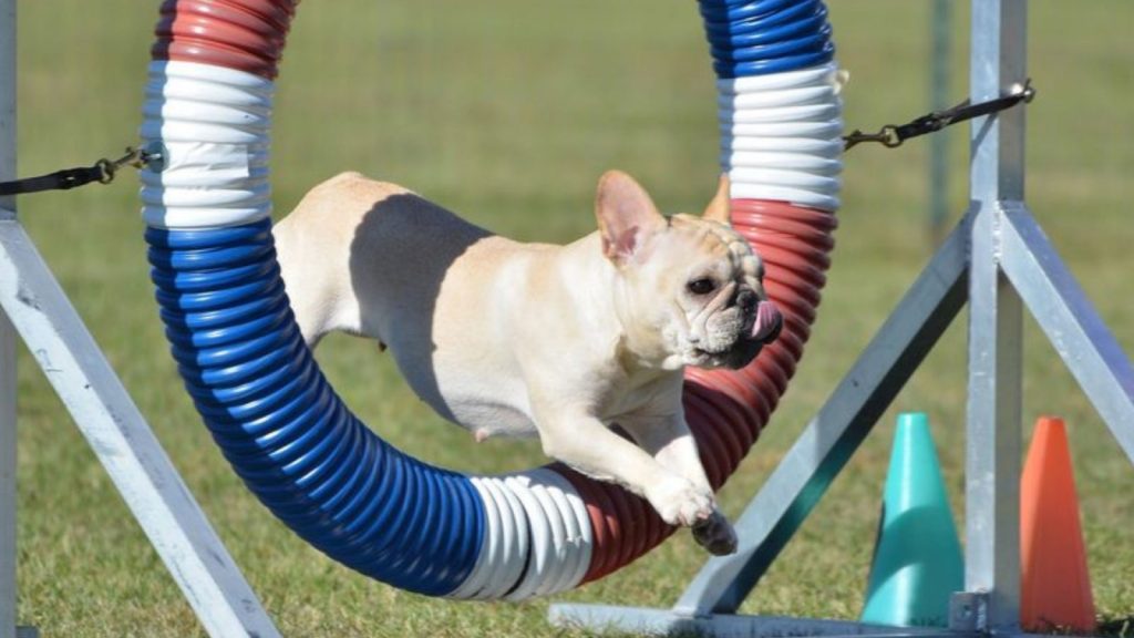 The bulldog jumped through the hoop.