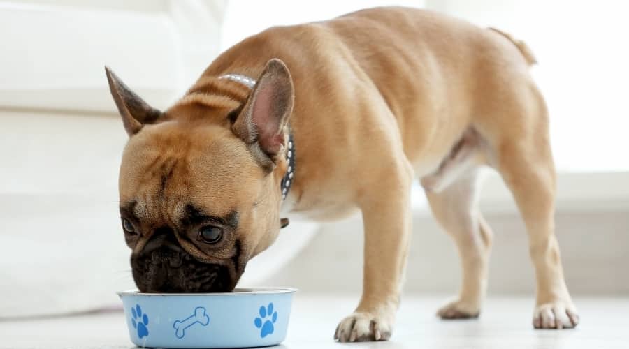 how much should a french bulldog eat Tips