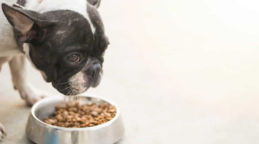 how much should a french bulldog eat Special Dietary Considerations