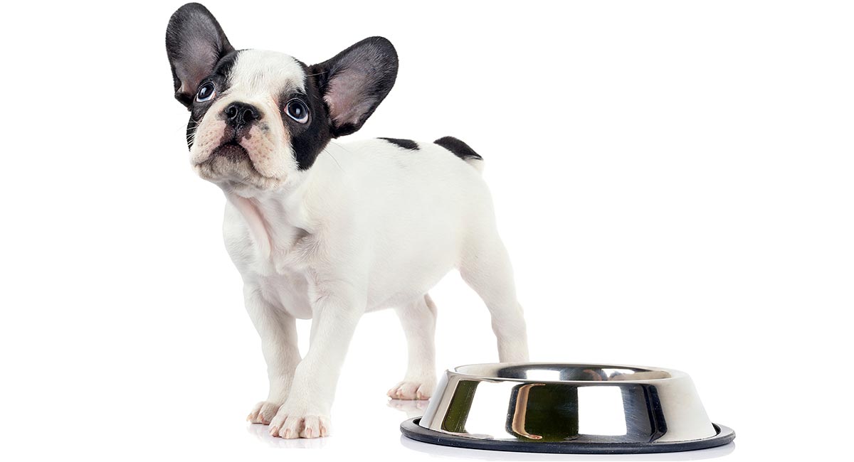 how much to feed french bulldog puppy