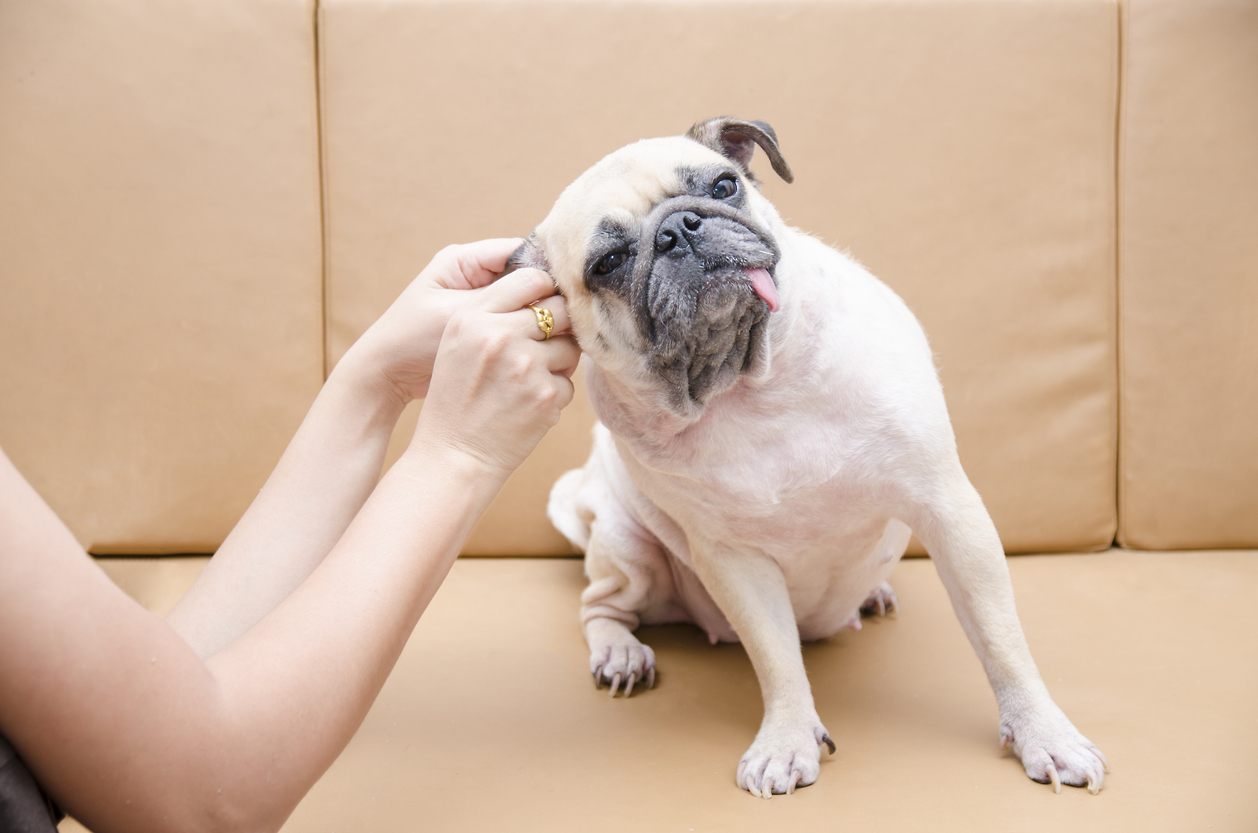 how to clean frenchie ears