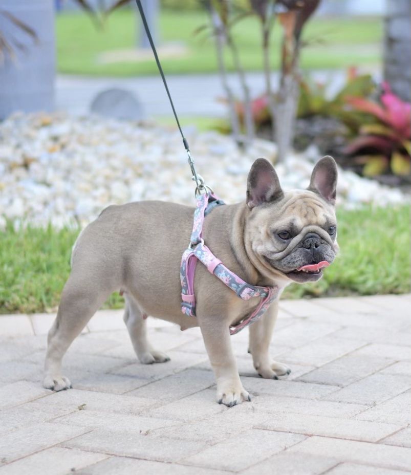 how to train your french bulldog to listen