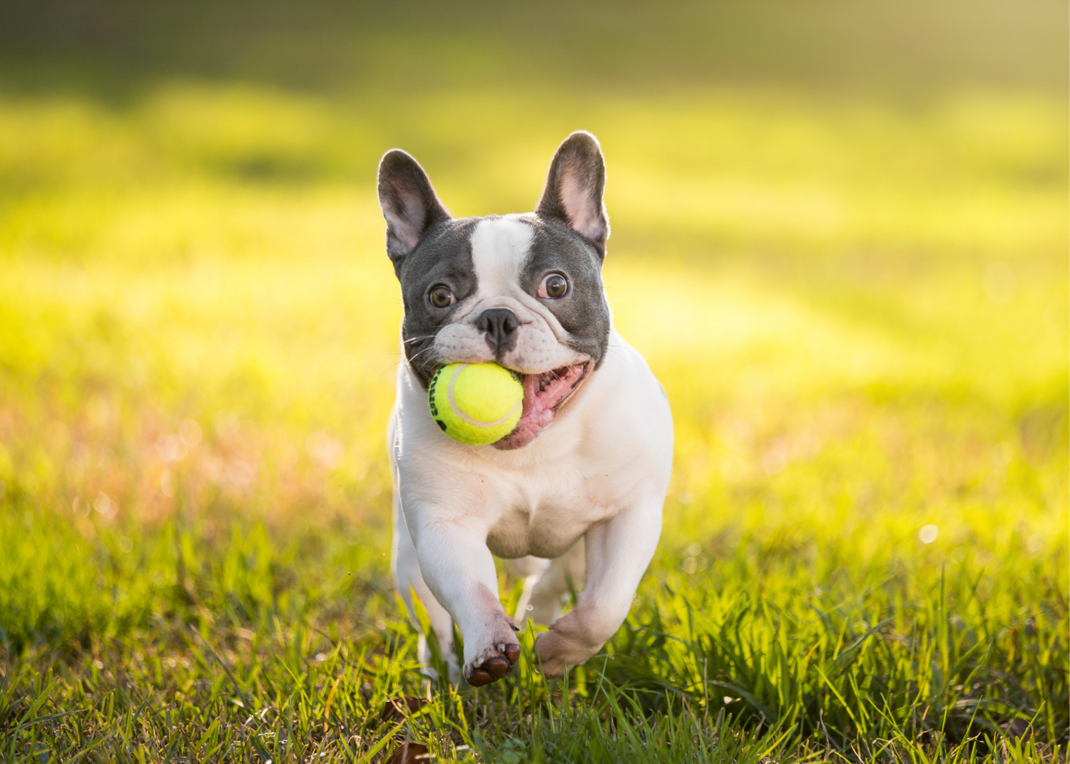 how to train your french bulldog to listen