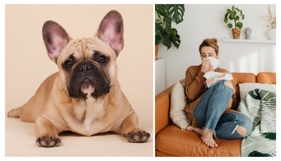 Are French Bulldogs Hypoallergenic