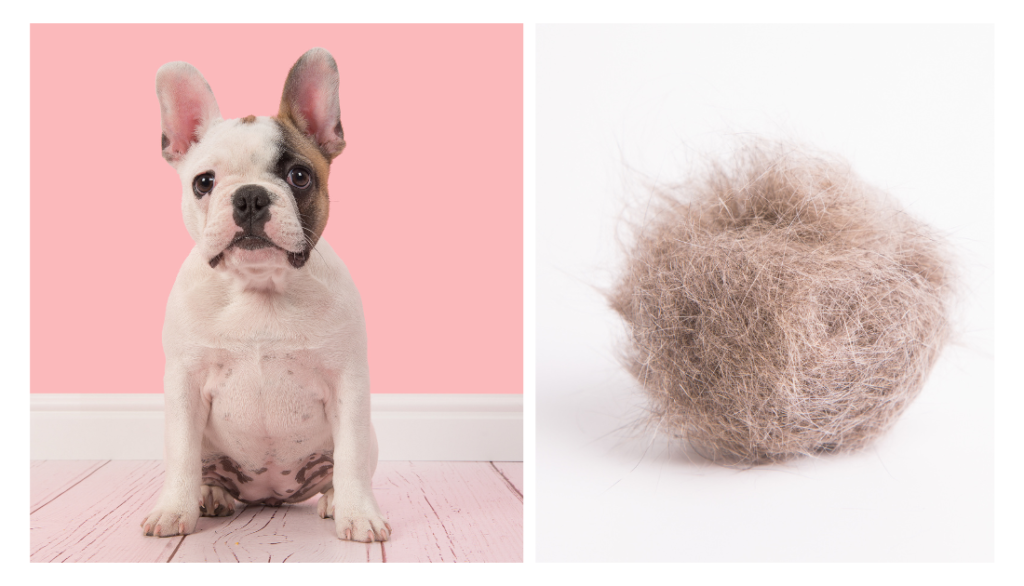 Do french bulldogs moult