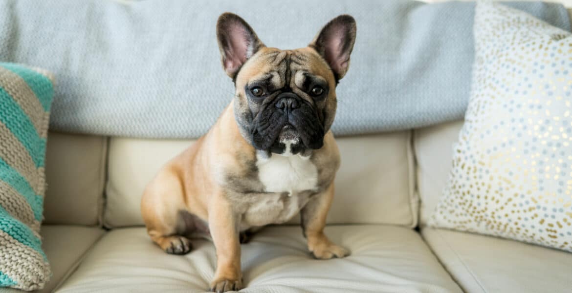 Do French Bulldogs Moult