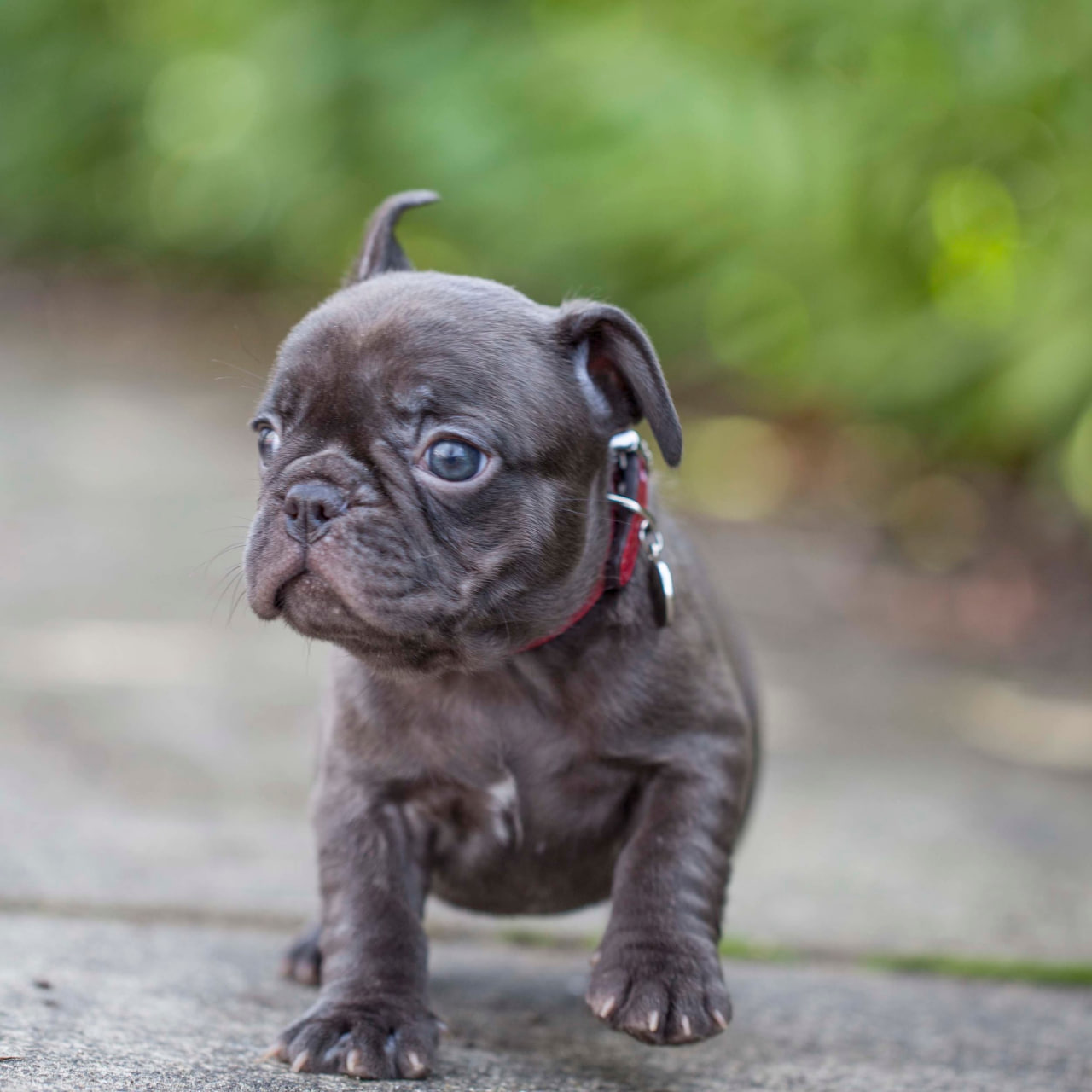 The bulldog is walking.