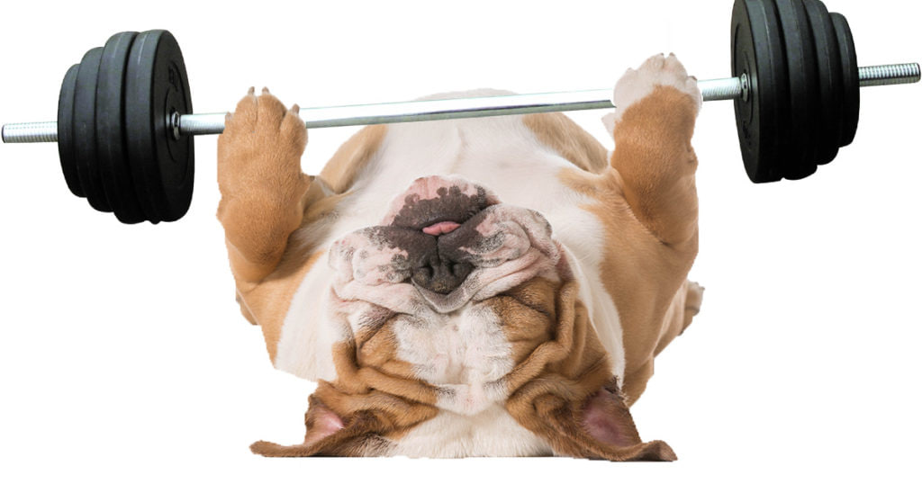 bulldog Exercise