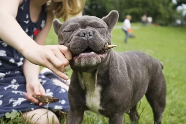 The bulldog is chewing on something.