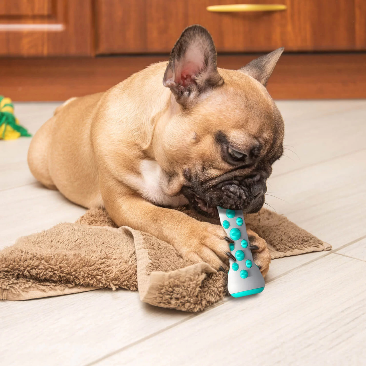 The bulldog is chewing on something.