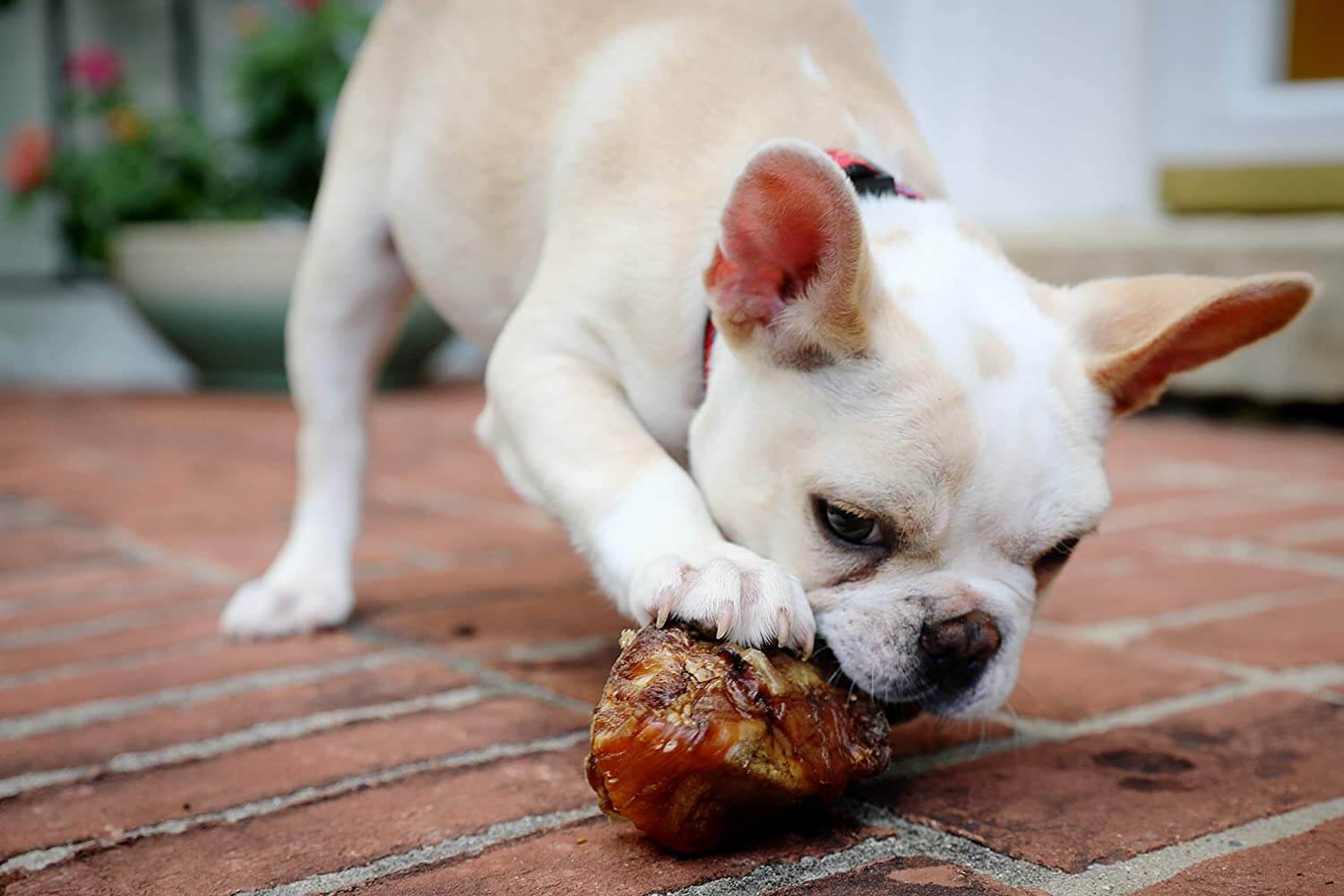 The bulldog is chewing on something.