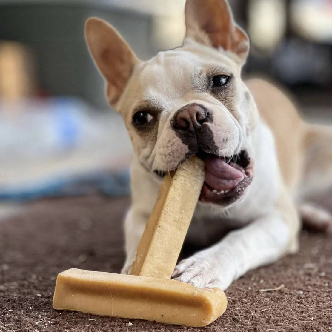 The bulldog is chewing on something.