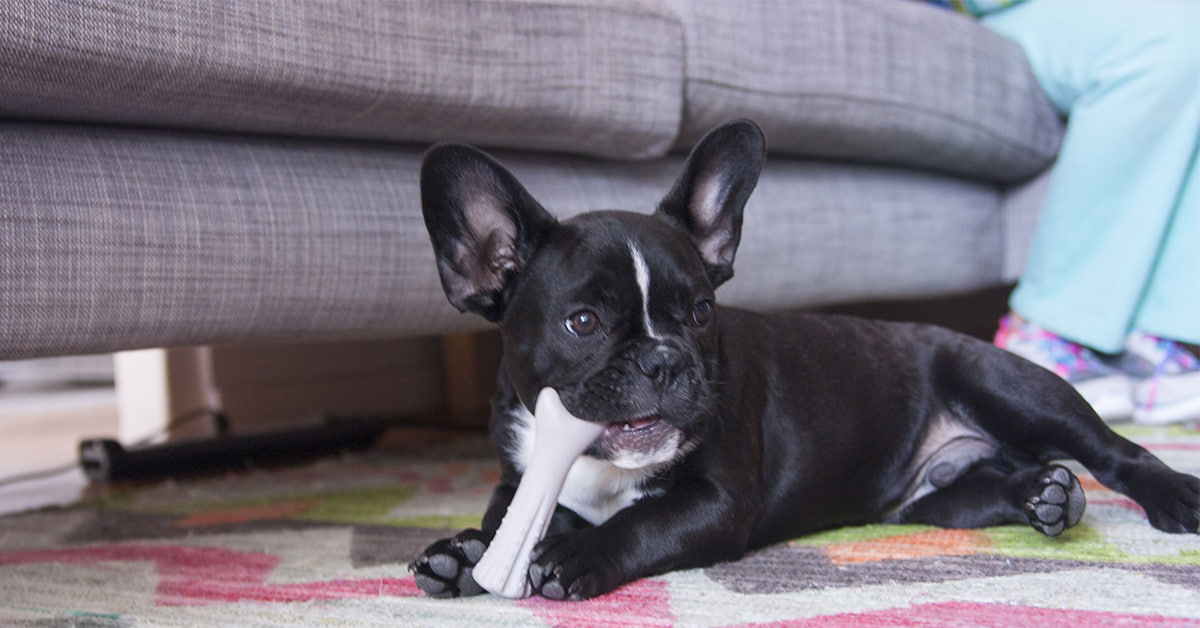 "The bulldog is chewing on something."