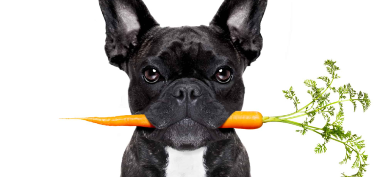 can frenchies have carrots