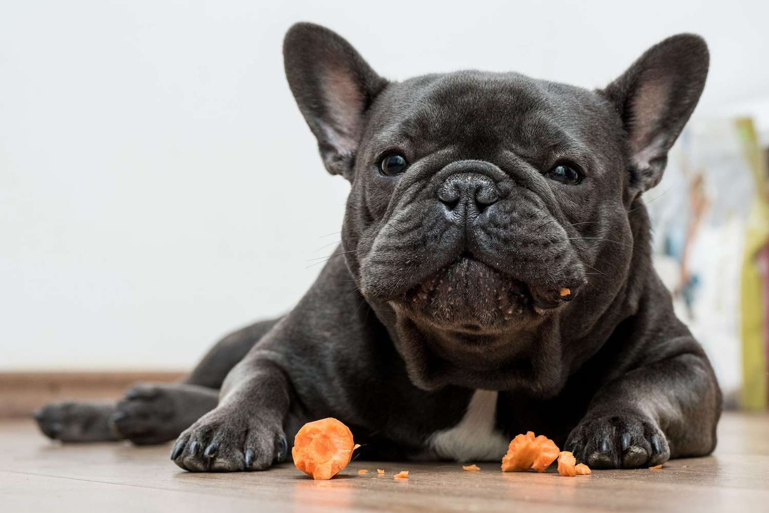 can frenchies have carrots