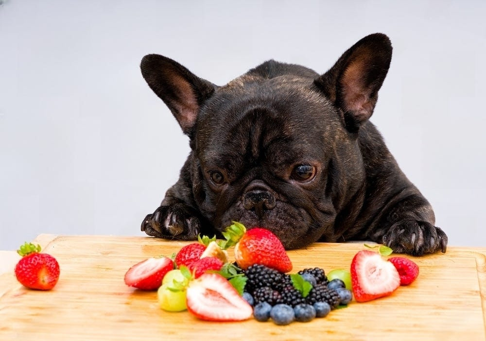 The bulldog is looking at the fruit table