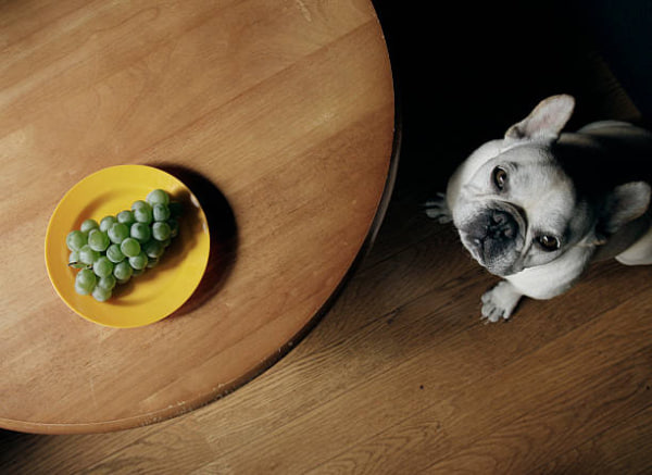 Bulldogs should not be fed grapes