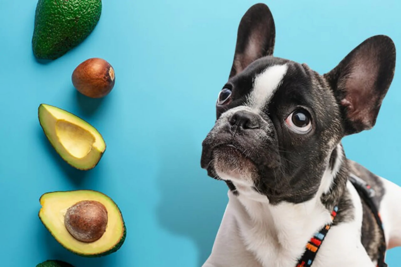 Bulldogs should avoid consuming avocados.