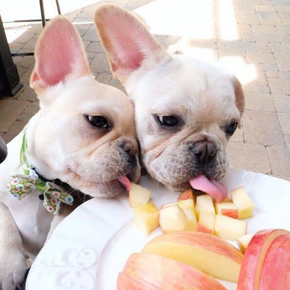 Frenchies are eating apples