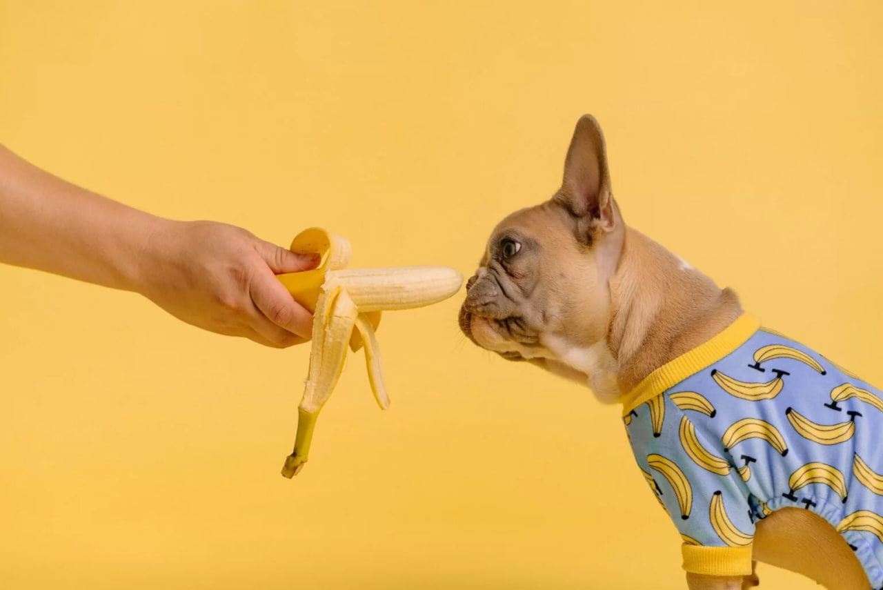 The bulldog is looking at the banana