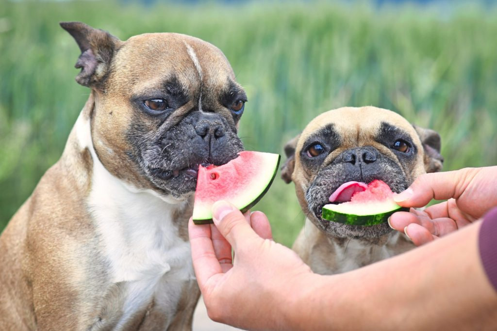 Bulldog is eating watermelon