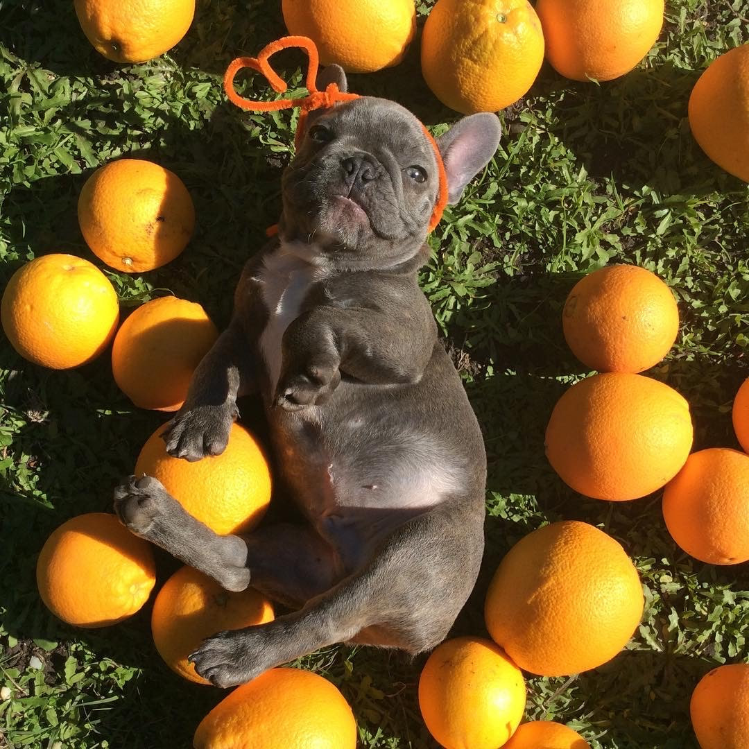 Bulldog is lying on the orange trees