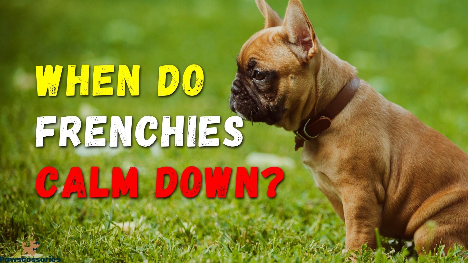 when do french bulldogs calm down