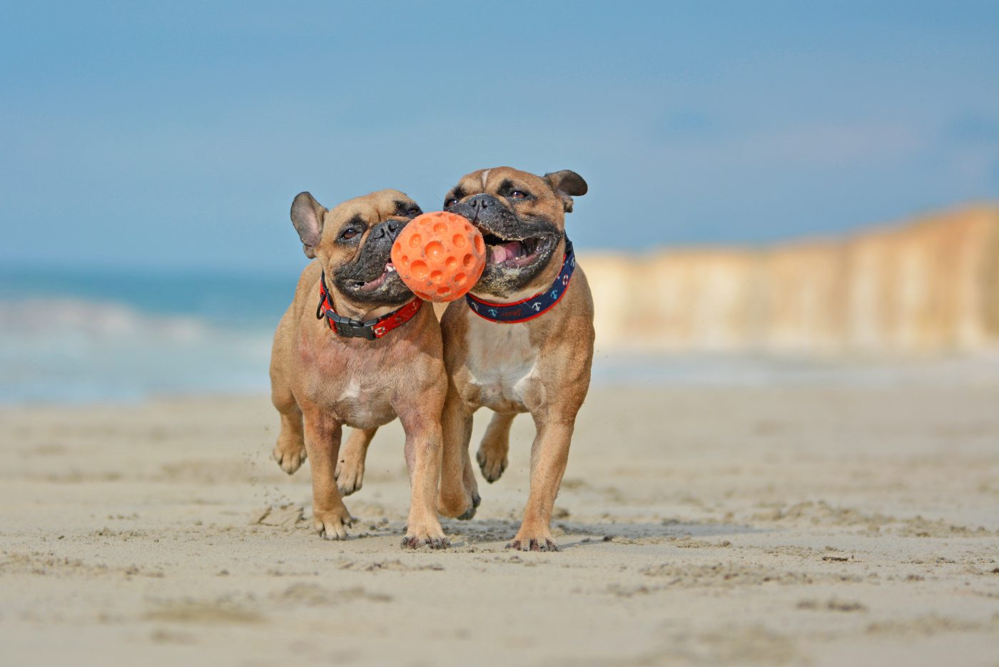 Two bulldogs are playing with a ball.